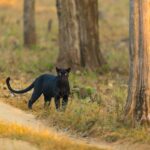 Carolina Panthers Arizona Cardinals football