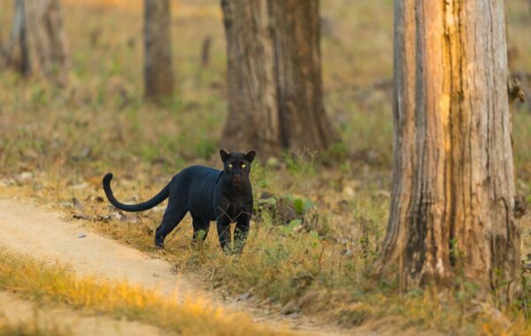 Panthers vs. Cardinals Player Stats: 2026 Matchup Analysis
