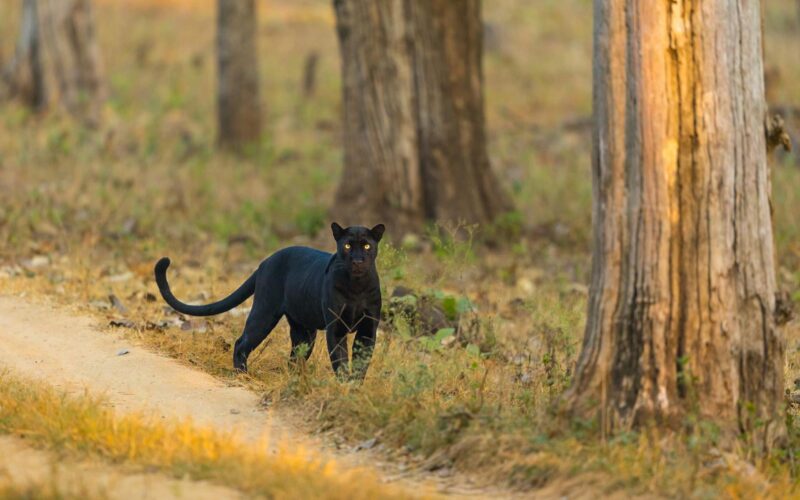 Panthers vs. Cardinals Player Stats: 2026 Matchup Analysis