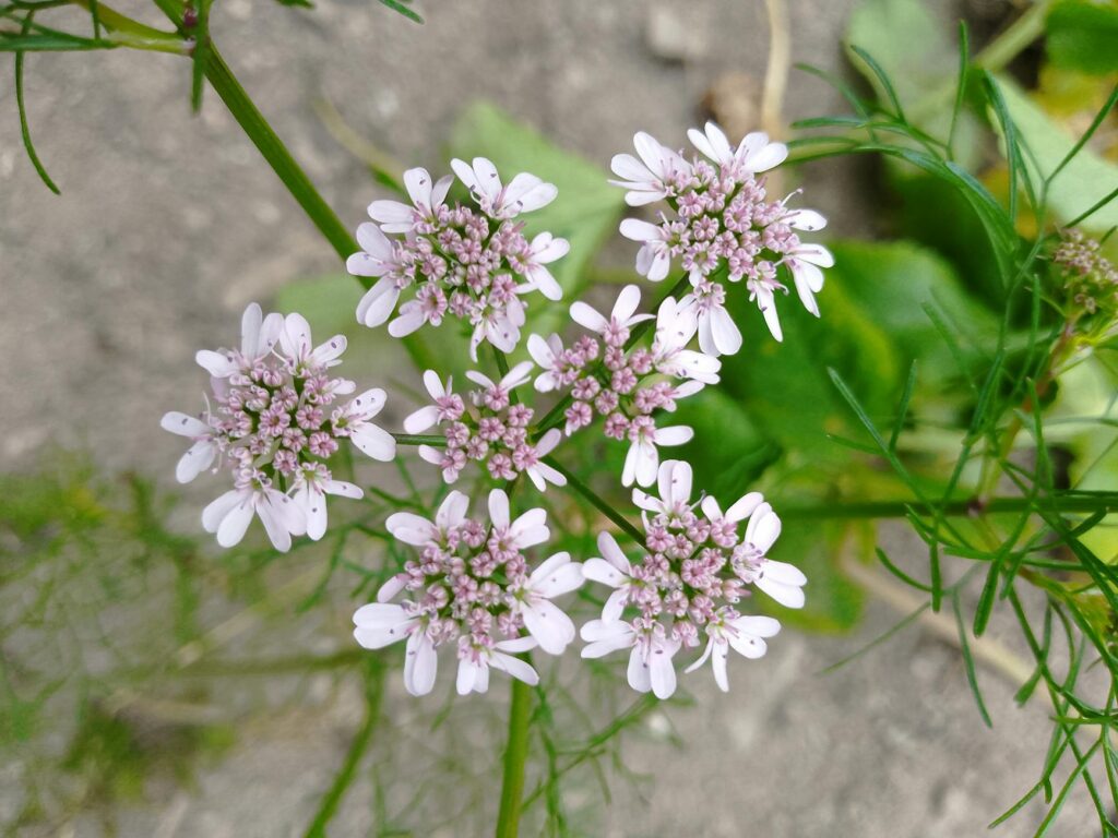 coriander leaves and seeds