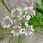 coriander leaves and seeds