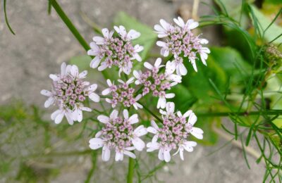 Koriandri: More Than Just a Spice