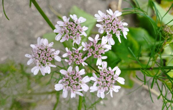 Koriandri: More Than Just a Spice