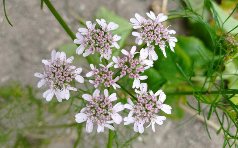 Koriandri: More Than Just a Spice