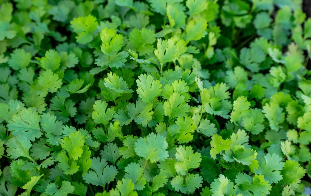 coriander plant leaves and seeds