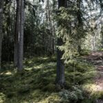 finnish nature sunlight