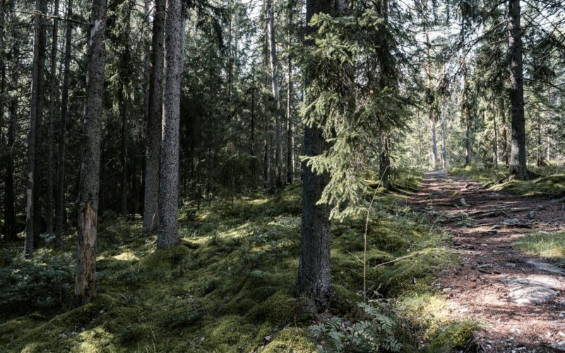 Onnilaina: The Finnish Way to Borrowed Happiness