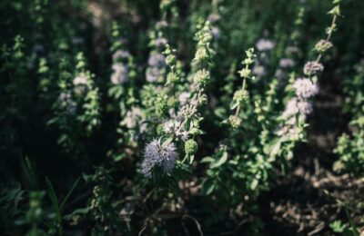 How Tall Is Kevin Hart? Comedian’s Height Facts 2026