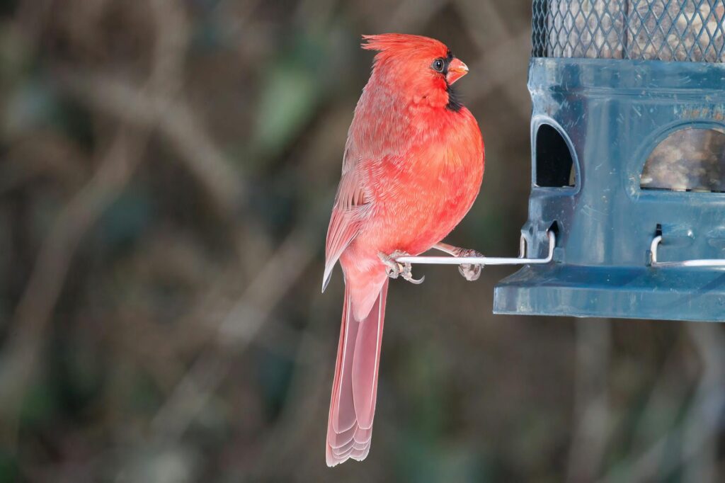 Panthers Cardinals football