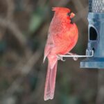 Panthers Cardinals football