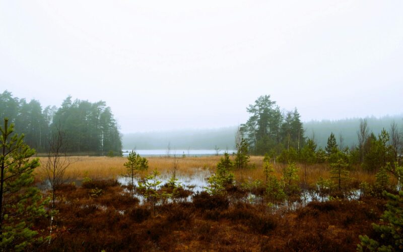 Pikavippi Ilman Luottotarkastusta: Kokemukseni Hyväksynnästä 2026