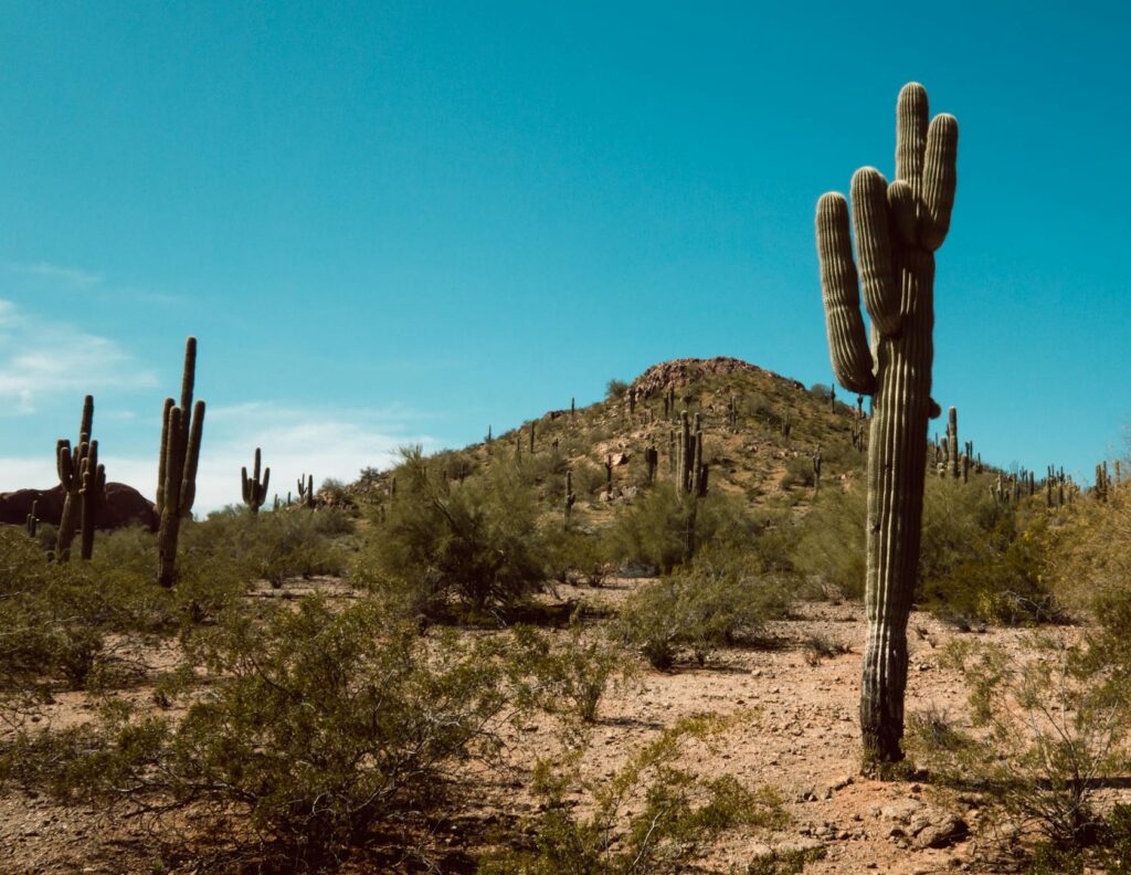 arizona desert landscape clock