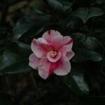 Camellia Kath abstract art