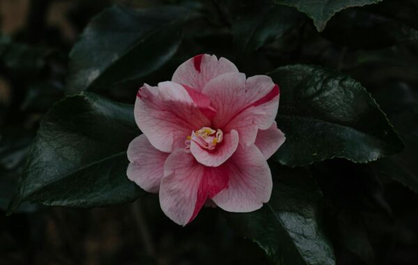 Camellia Kath: Her Evolving Artistic Journey