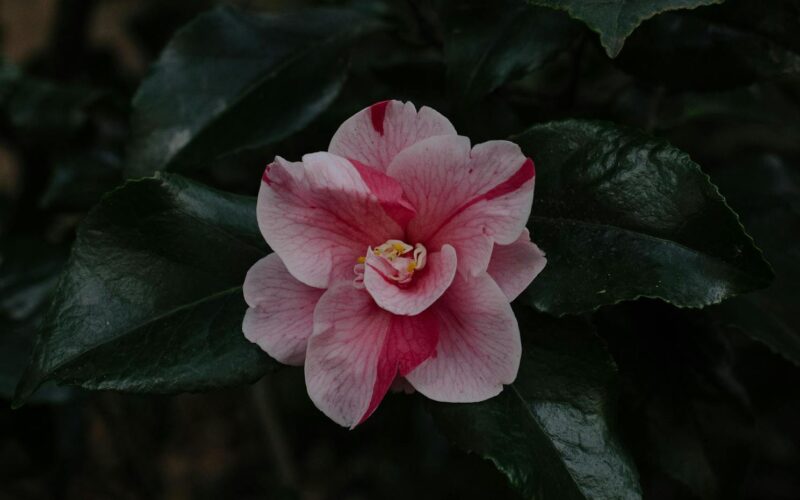 Camellia Kath: Her Evolving Artistic Journey