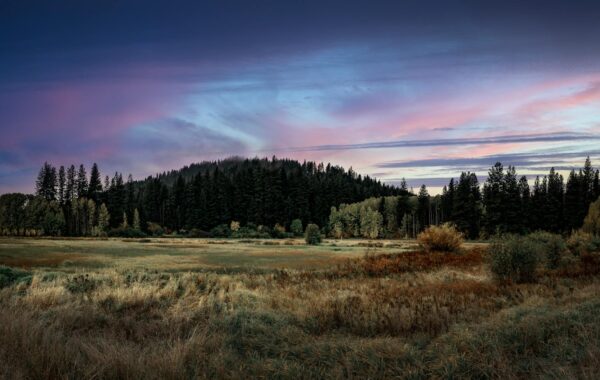 Cole Manness: A Guide to His Artistic Journey