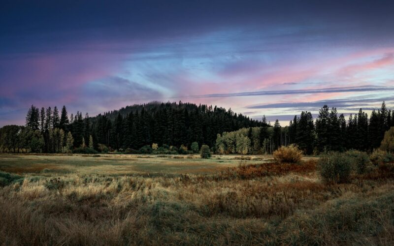 Cole Manness: A Guide to His Artistic Journey