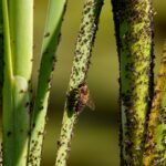 gnat infestation home garden