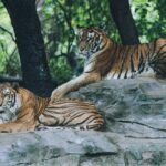 Guardians Tigers baseball