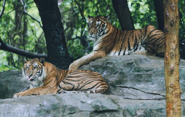 Guardians vs Tigers Player Stats: April 2026 Matchup