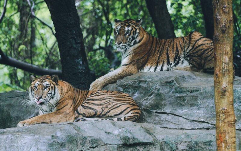 Guardians vs Tigers Player Stats: April 2026 Matchup