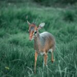 Jeroen Dik professional impact