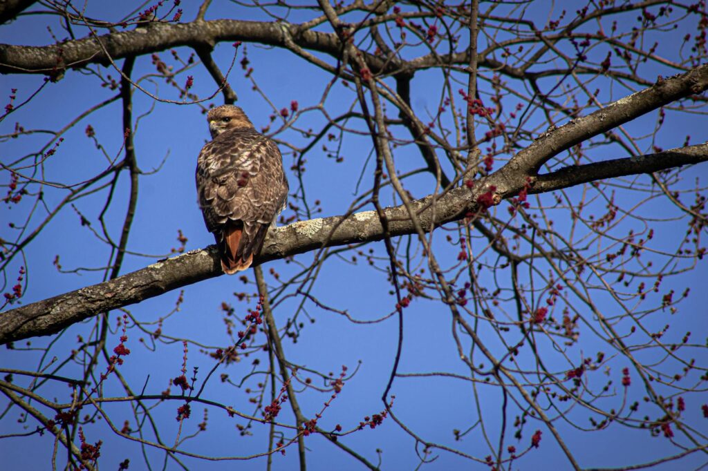 Stephen Hawking thesis document