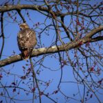 Stephen Hawking thesis document