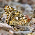 Vanessa Johansson actress