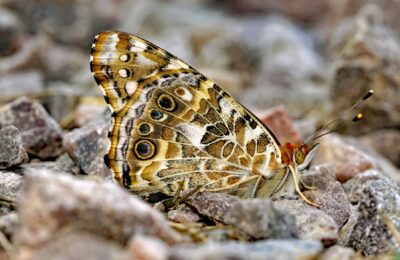 Vanessa Johansson: Your Ultimate Guide (2026 Update)