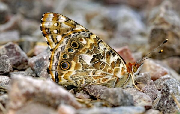 Vanessa Johansson: Your Ultimate Guide (2026 Update)