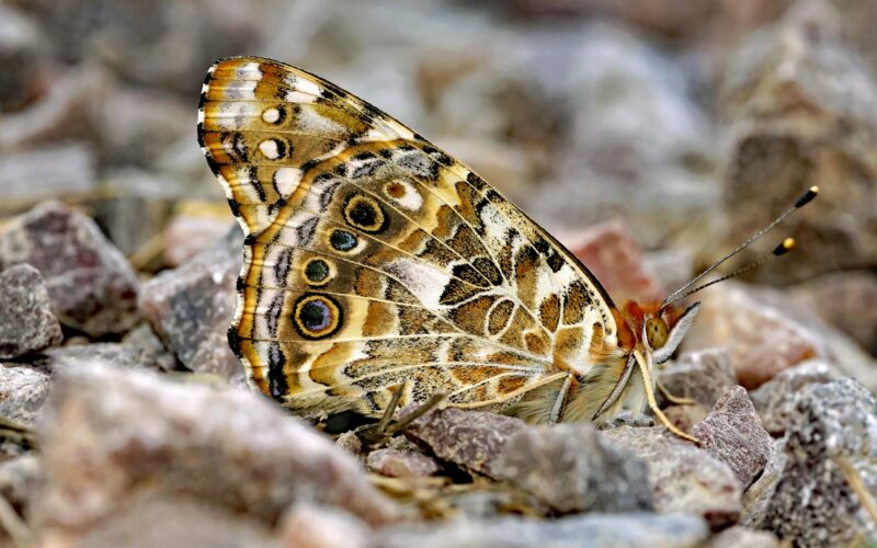 Vanessa Johansson: Your Ultimate Guide (2026 Update)